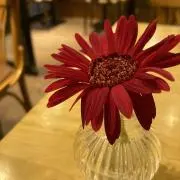 きいの画像