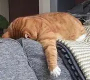 ソファの上のネッコの画像