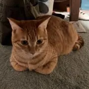 みゆの画像