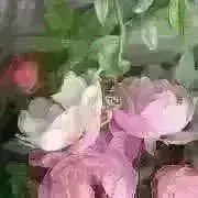 Smomoの画像