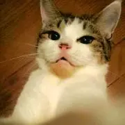 Zii