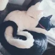 きょん