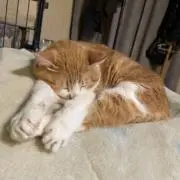 ♡プロフ必読‼︎ハーカイ♡の画像