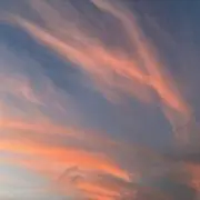 ぴの画像