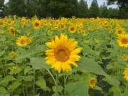 ひまわり(プロフィールお読みください)の画像