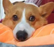アツヒメの画像