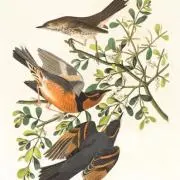 noaniの画像