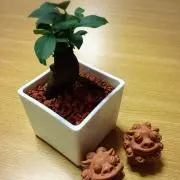 わんぴーすの画像