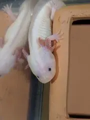 momoの画像