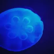海の画像