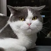 ミントの画像
