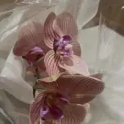 nonの画像
