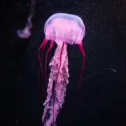 ラルブルの画像
