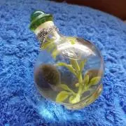 ジェリーフィッシュの画像