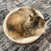 みーの画像