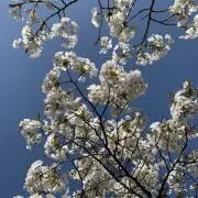 あゆの画像