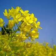 Cocomaruの画像