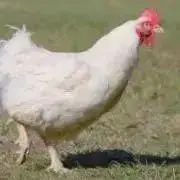 コーンの粒の画像