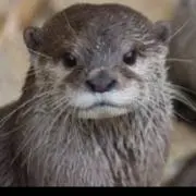 すいぎゅうの画像