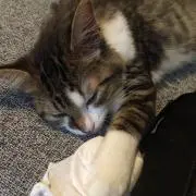 ioさん