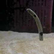 璃玖