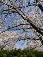 そしかの画像