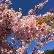 さくら★桜 　プロフ必読の画像