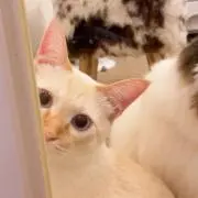 しずくの画像