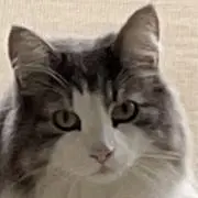 MasUshopの画像