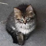 ミーママ