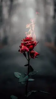 R(  •̥ ˍ •̥  )‬