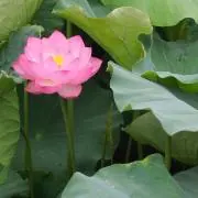 maの画像