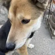 せせりの画像