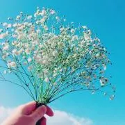 イルの画像