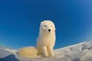 りり