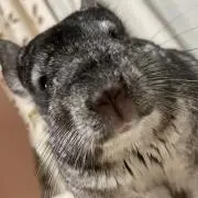 あまの画像