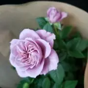 Juliaの画像