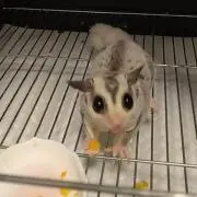 まめあじの画像