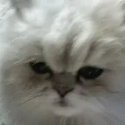 ももひかるの画像
