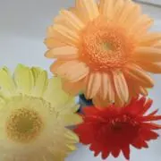 mochiの画像