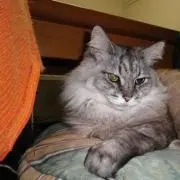 アルファの画像
