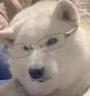 でぶねこの画像