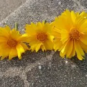 アリスの画像