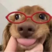 ぴすたちおの画像