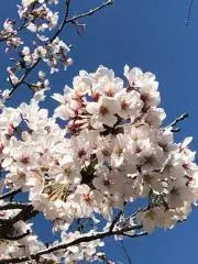 ai-cyanの画像