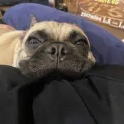 バムとケロ