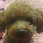 ピンキーの画像