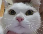 JB