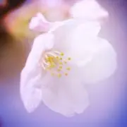 ryama