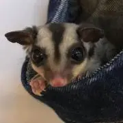 ヒデボーの画像